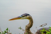 Tricolor Heron, Many Parts of A Pinecone ARE Edible