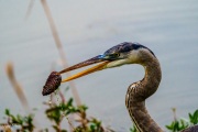 Tricolor Heron, Many Parts of A Pinecone ARE Edible