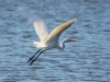 Great Egret In Flight