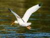 Ibis In Flight