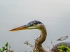 Tricolor Heron, Many Parts of A Pinecone ARE Edible