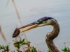 Tricolor Heron, Many Parts of A Pinecone ARE Edible