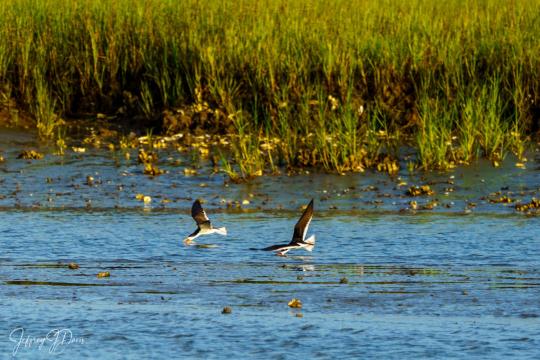 202007.Seabrook-04576
