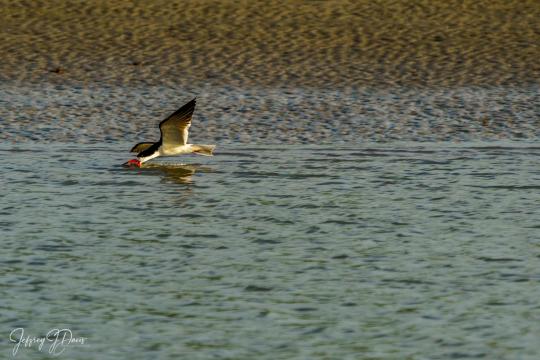 202007.Seabrook-04601