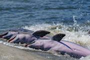 Tic Tac Toe, 3 In a !  Dolphins strand feeding at Captain Sam's Inlet yesterday