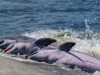 Tic Tac Toe, 3 In a !  Dolphins strand feeding at Captain Sam's Inlet yesterday