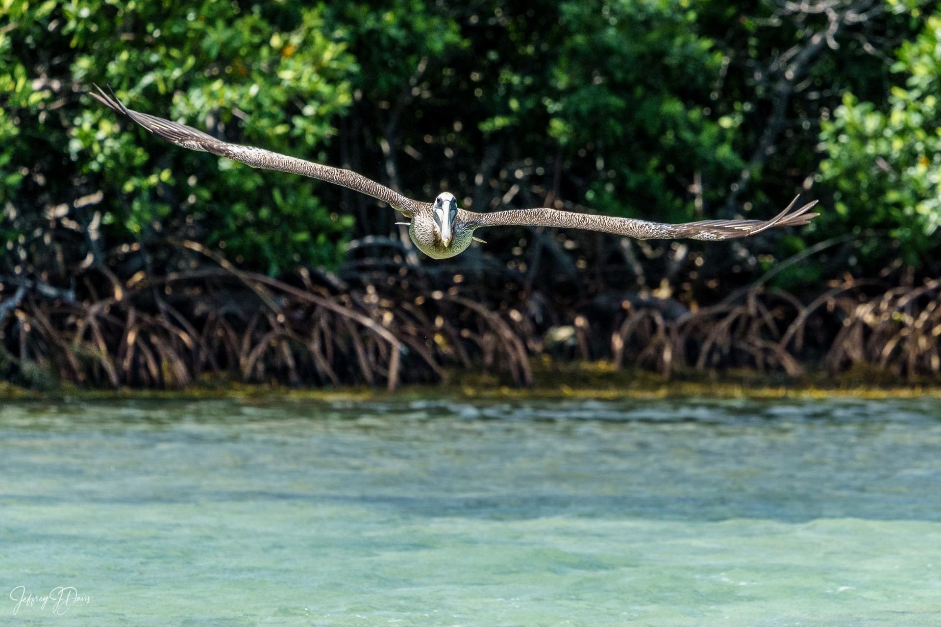 Pelicans at Horseshoe Beach, Florida Keys