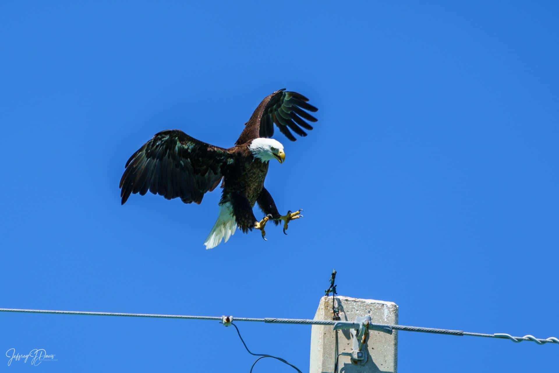 Bald Eagle Coming In For A Landing, Florida Keys