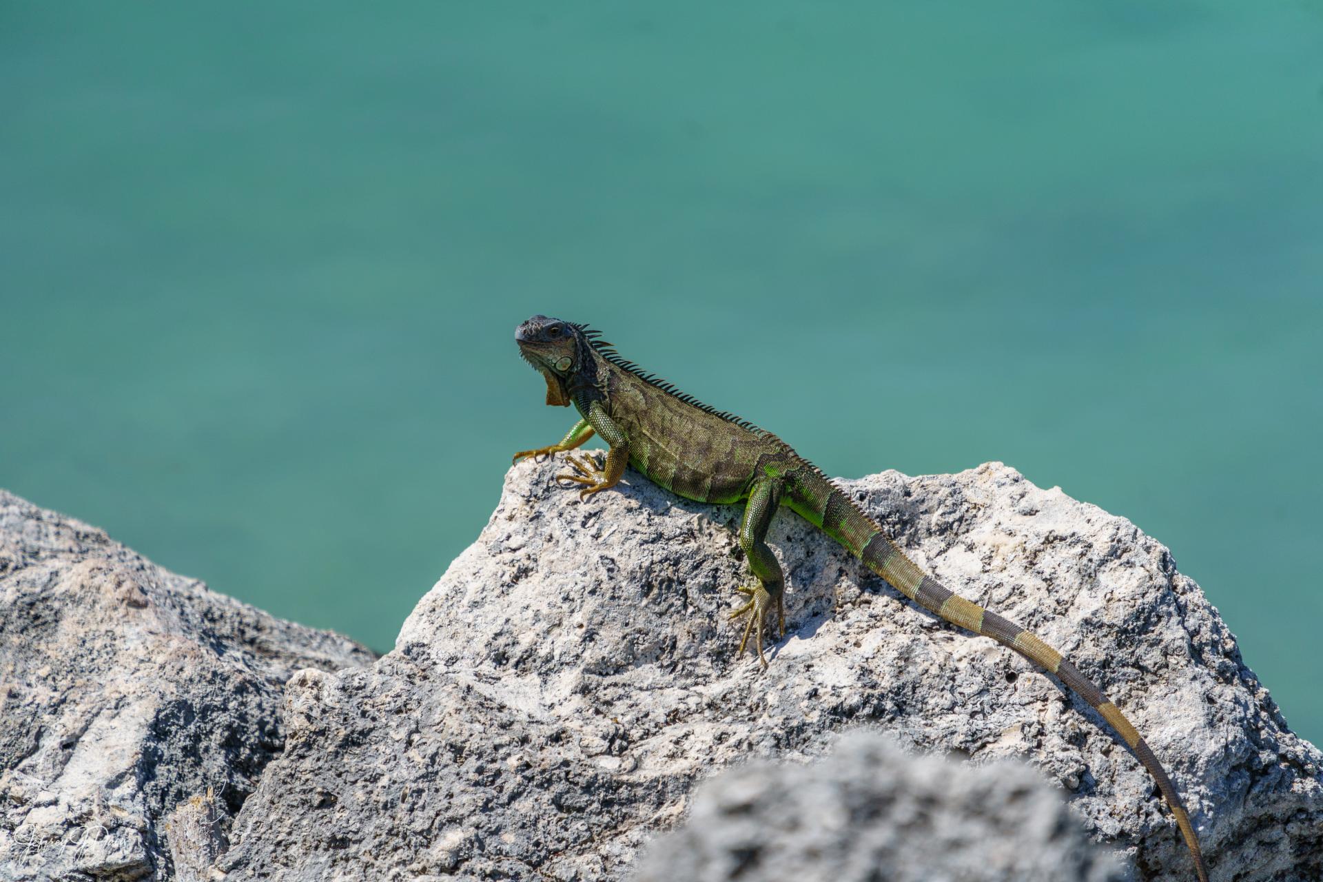 Iguana On a Rock, Florida Keys