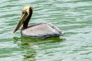 Shore birds at Sebastian inlet