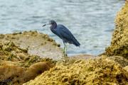 Shore birds at Sebastian inlet