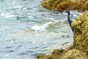 Shore birds at Sebastian inlet