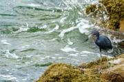 Shore birds at Sebastian inlet