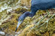 Shore birds at Sebastian inlet