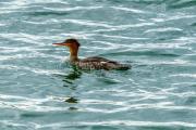 Shore birds at Sebastian inlet