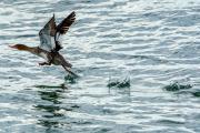 Shore birds at Sebastian inlet