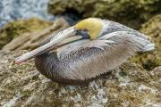 Shore birds at Sebastian inlet