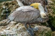 Shore birds at Sebastian inlet