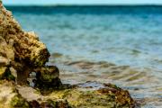 Pelicans at Horseshoe Beach, Florida Keys