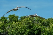 Pelicans at Horseshoe Beach, Florida Keys