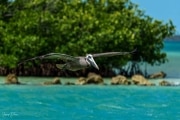 Pelicans at Horseshoe Beach, Florida Keys