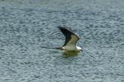 Swallow Tail Kite Getting A Drink, Blue Hole, Big Pine Key