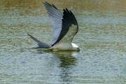 Swallow Tail Kite Getting A Drink, Blue Hole, Big Pine Key