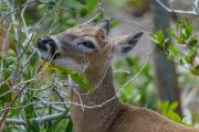 Key Deer with Pellicle in the Brush , Blue Hole, Big Pine Key