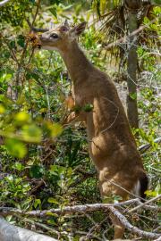 Key Deer with Pellicle in the Brush , Blue Hole, Big Pine Key