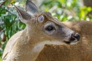 Key Deer with Pellicle in the Brush , Blue Hole, Big Pine Key