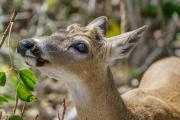 Key Deer with Pellicle in the Brush , Blue Hole, Big Pine Key