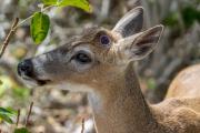 Key Deer with Pellicle in the Brush , Blue Hole, Big Pine Key