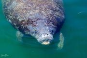 Manatees in the HArbor, Florida Keys