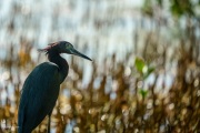 Little Blue Heron in the Weeds, Anne's Beach, Islamorada