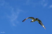 Osprey in flight