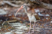 Juvenile White Ibis in the Mangroves, Anne's Beach, Islamorada, Florida Keys