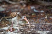 Juvenile White Ibis in the Mangroves, Anne's Beach, Islamorada, Florida Keys