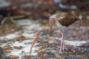 Juvenile White Ibis in the Mangroves, Anne's Beach, Islamorada, Florida Keys