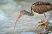 Juvenile White Ibis in the Mangroves, Anne's Beach, Islamorada, Florida Keys