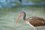 Juvenile White Ibis in the Mangroves, Anne's Beach, Islamorada, Florida Keys