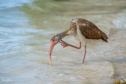 Juvenile White Ibis in the Mangroves, Anne's Beach, Islamorada, Florida Keys