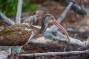 Juvenile White Ibis in the Mangroves, Anne's Beach, Islamorada, Florida Keys