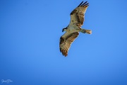 Osprey in flight