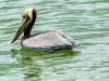 Shore birds at Sebastian inlet