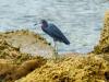 Shore birds at Sebastian inlet