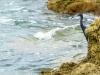 Shore birds at Sebastian inlet