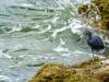 Shore birds at Sebastian inlet