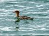 Shore birds at Sebastian inlet