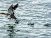 Shore birds at Sebastian inlet