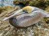 Shore birds at Sebastian inlet